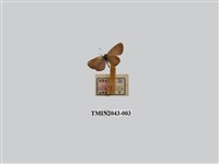 藏品(莧藍灰蝶)的圖片